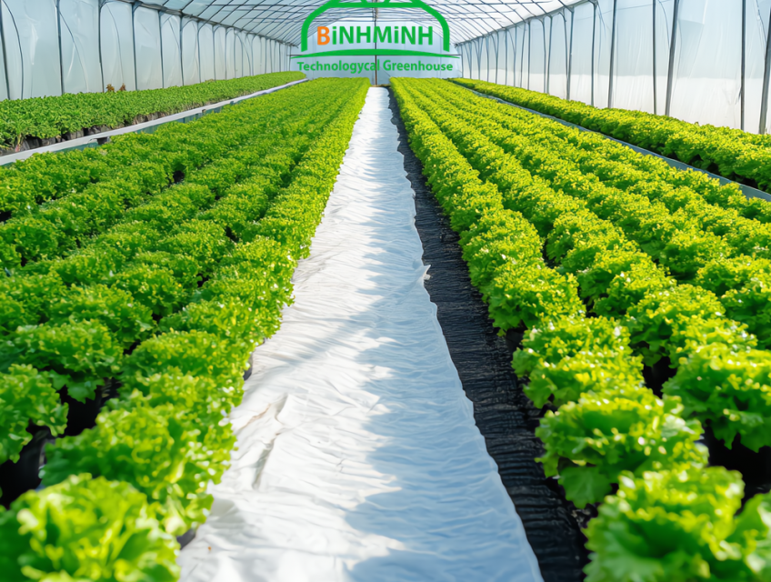 Màng Phủ Nhà Kính – Từ Mảnh Ruộng Năm Xưa Đến Nhà Màng Bạc Tỷ