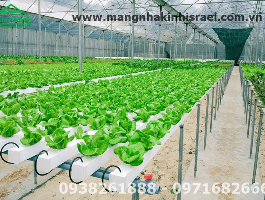 Màng Nhà Kính Chống Lưu Huỳnh – Giải Pháp Bảo Vệ Nhà Kính Trước Khí Ăn