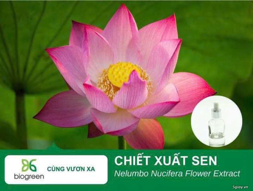 Chiết xuất hoa sen Biogreen cho làn da khỏe khoắn