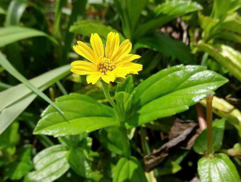 Công dụng của Chiết xuất Sài đất Biogreen