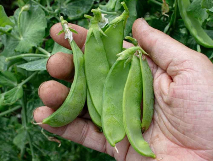 ĐẬU HÀ LAN TƯƠI ĐÀ LẠT GIÒN NGỌT TỰ NHIÊN