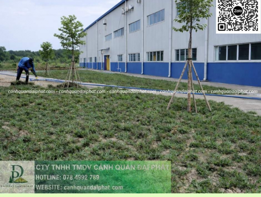 THI CÔNG CỎ CÔNG TRÌNH GIÁ RẺ CHO DOANH NGHIỆP TẠI ĐỒNG NAI