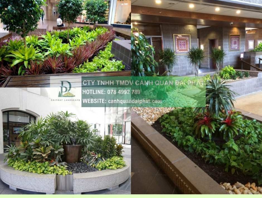 BÁO GIÁ CHĂM SÓC CÂY XANH VĂN PHÒNG – VỆ SINH NHÀ XƯỞNG ĐỒNG