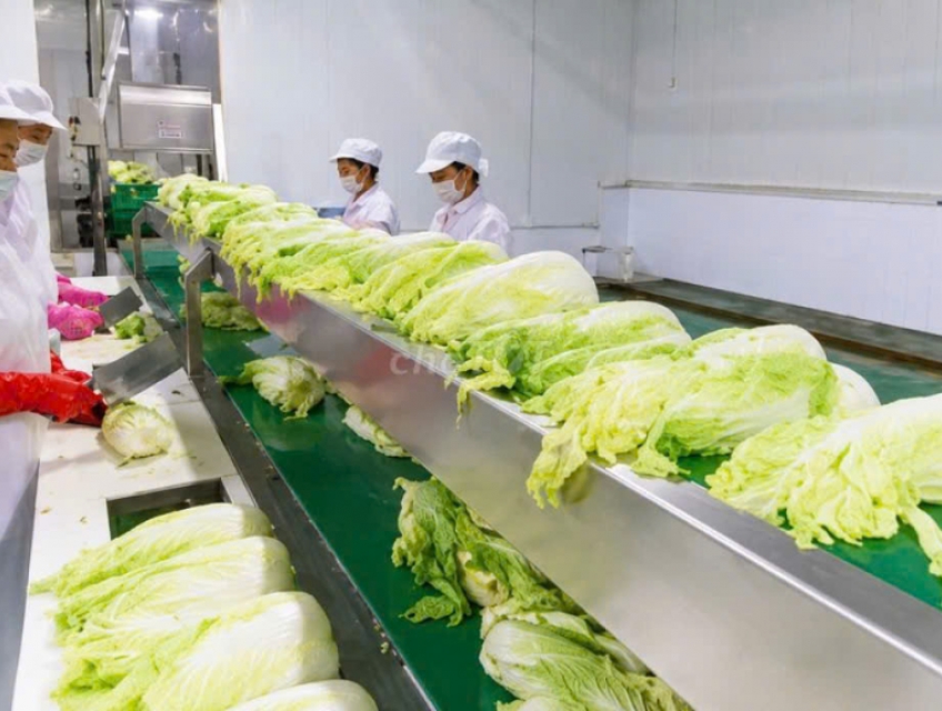 Tuyển NV sơ chế, đóng gói kim chi làm ở Tứ Minh, Hải Dương