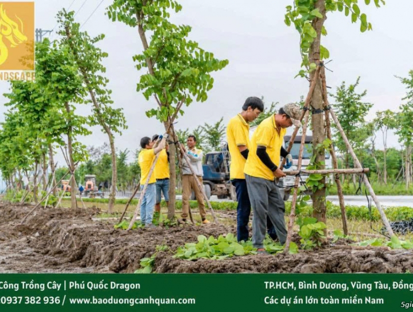 Dịch vụ cắt tỉa cây xanh, di dời bứng cây ở Đồng Nai, HCM