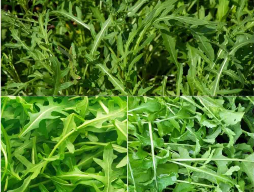 Bán Xà Lách Rocket Đà Lạt Tươi – Rau Arugula Làm Salad, Eat Clean – Gi