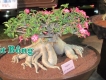 Sứ Socotranum Thailand Hàng Chuẩn Thailand