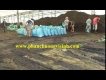 Cung cấp phân gà đã qua xử lý trồng rau sạch