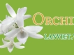 Lan cấy mô, lan rừng, lan đột biến, lan denro, lan cattleya - brass...