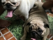 RÃ BẦY CHÓ PUG THUẦN CHỦNG MẶT ĐẸP 1 NẾP
