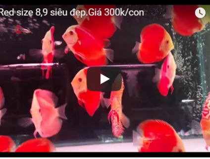 Bình thạnh-Cá cảnh Trung-nguyễn,đủ loại cá cảnh đẹp nhất hiện nay !