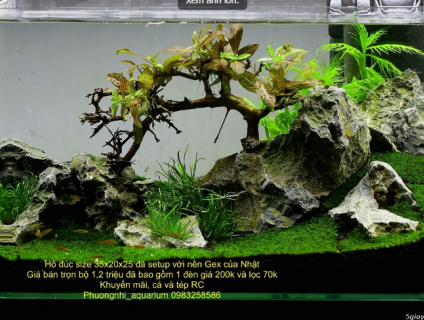 Hồ thuỷ sinh nano, đã setup hoàn chỉnh, xanh, đẹp, rẻ