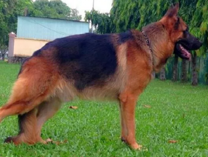 Trại Chó Minh Hiếu : Mua bán, phối giống các loại chó hiện nay