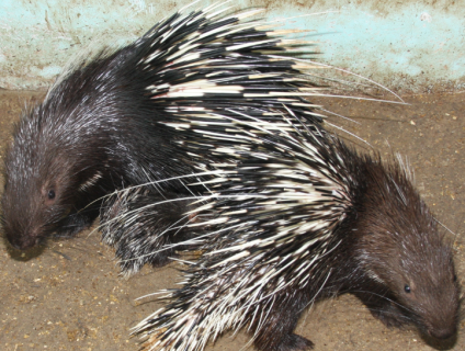 Nhím giống - nhím thịt