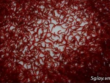 [Toàn quốc]-Trùng huyết tươi đông lạnh