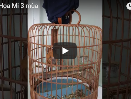 Vài chú chim Họa Mi 3 mùa