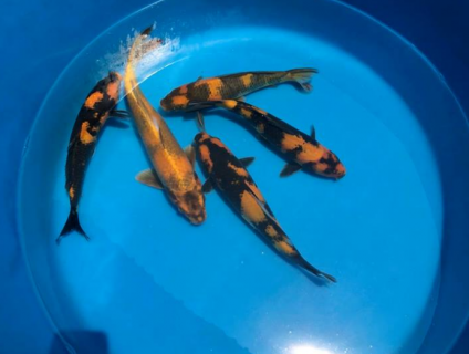 LÊN LÔ KOI F1 TO SIZE 35-50 CM CÁ TO VIP  CHỌN LỌC ĐỦ DÒNG