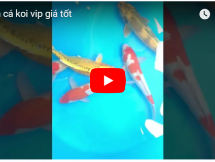 LÊN LÔ CÁ KOI F1 VIP TUYỂN CHỌN GIÁ TỐT