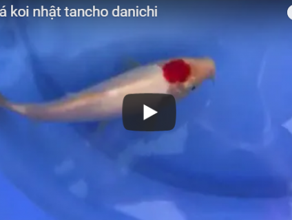 bán cá chép koi nhập khẩu TANCHO DANICHI