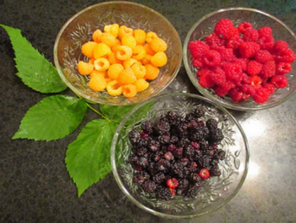 cây giống Mâm Xôi - Phúc Bồn Tử Đen, Đỏ, Vàng giá rẻ !!!