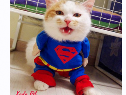 ÁO SIÊU NHÂN CHO CHÓ SUPERDOG CỰC CUTE VÀ NGẦU