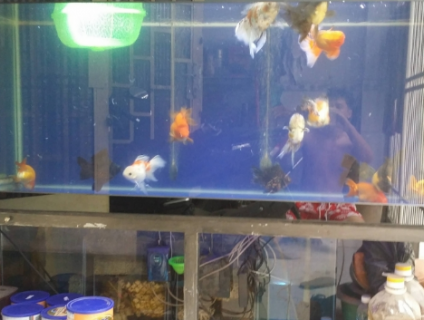 Cần bán trọn bộ hồ, gồm hồ+chân+lọc ,hồ còn mớ 95%