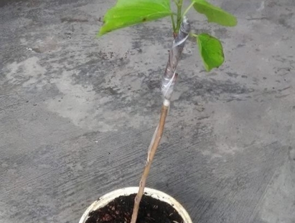 Cây giống Dâu Tằm Trái Dài 20cm và Sung Mỹ, sĩ và lẻ giá mềm