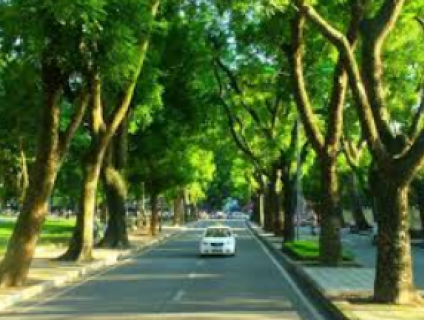 Cần mua và tìm nhà cung cấp cây xanh - cây công trình