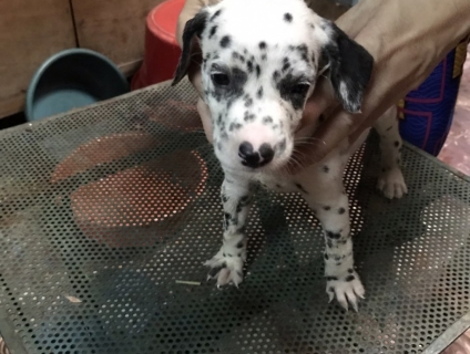 Chó đốm con 1 tháng,chó đốm nâu