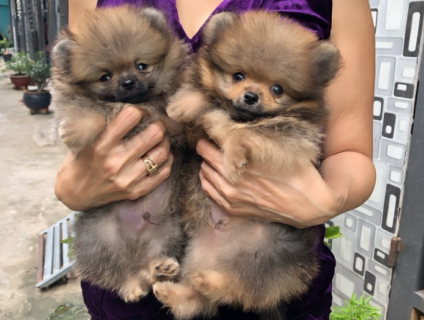 Hcm - Tìm chủ cho 2 pé pom có giấy vs mỉcrochip