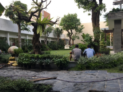 Bán,tư vấn trồng chăm sóc di dời cây xanh chuyên nghiệp