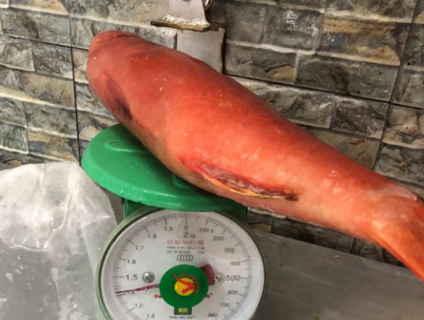 Cá Mú Đỏ là biểu tượng may mắn nên thường dùng để đãi khách quý