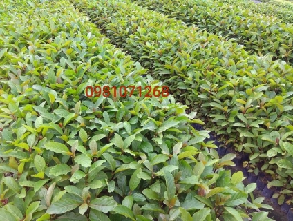 Cần bán giống cây gáo vàng-cây thiên ngân rẻ nhất