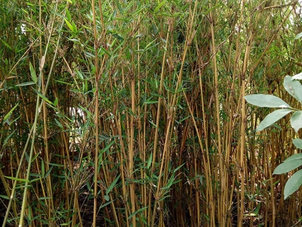 Cây văn phòng hợp phong thủy tuổi Dậu