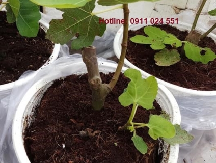 CHUYÊN CUNG CẤP CÂY SUNG MỸ ĐƯỢC ĐƯA TỪ PHÁP VỀ VIỆT NAM