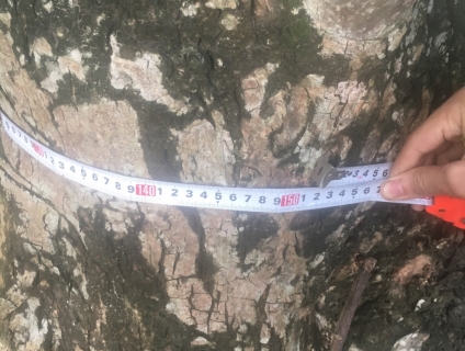 Bán Lộc Vừng Lá Cơm-Lộc Vừng lá nhỏ Bình Dương