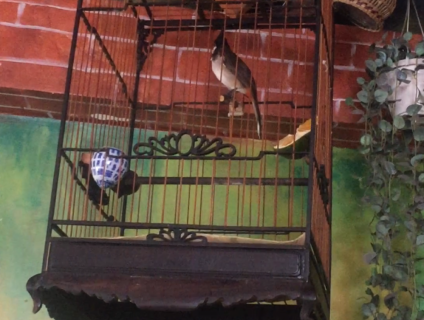 Cần Bán 2 Chào Mào Gốc Đà Lạt