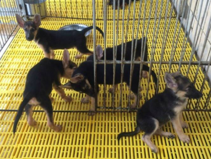 Tấm Lót Chống Kiến Cho Thú Cưng