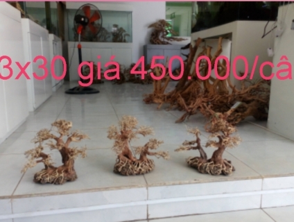 Cần bán lũa Bonsai