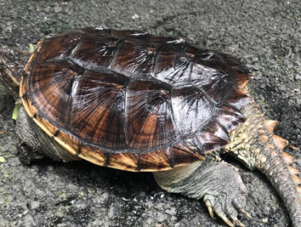 Rùa cảnh ngoại nhập - Golden Eagle shop