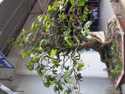 Mai Nguyên Thủy Hình Thú