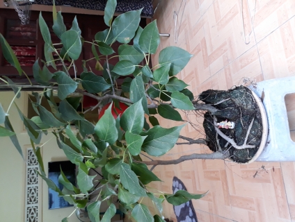 Bồ đề để bàn