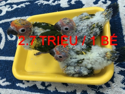 Vẹt Sun conure Nam Mỹ giá 2.7 triệu