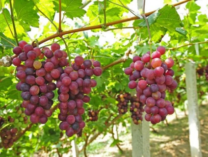 Để thục phẩm không ôi thiu trong những ngày nắng nóng