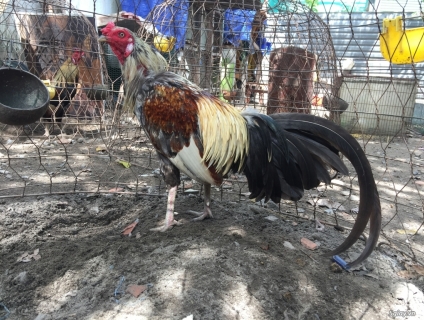 Gà tre trống i + mái tre lai mỹ asil + jap đang đẻ