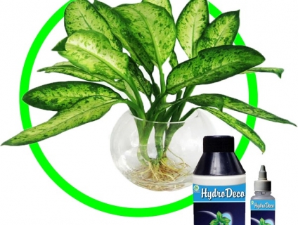 Dung Dịch Thủy Canh Nào Tốt?