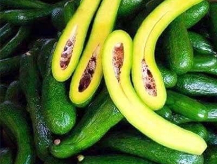 (KĐ 75k)Bơ sạch 034 Di Linh (TRÁI MÙA), LOẠI 2(4-5 Quả 1 KG) End 23h00 ngày 8/7/2019