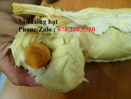 Sầu riêng hạt, Ri6, Bơ sáp Trịnh Mười