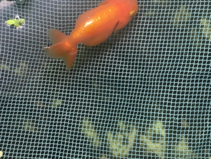 ranchu dễ thương, size 1,5n, màu vàng,
