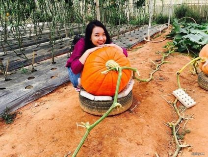 Tour du lịch Đà Lạt 3 ngày 3 đêm 1,790,0000vnđ